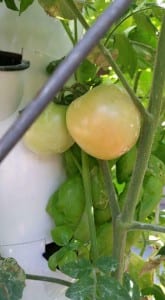 How to Make a Tower Garden | Tomato