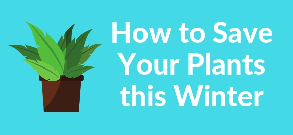 How To Save Your Plants This Winter